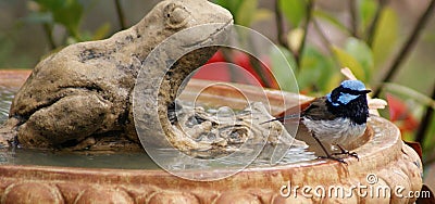 Blue Wren on Bird Bath Stock Photo