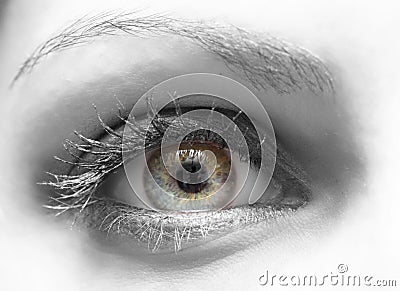 Blue yellow eye Stock Photo