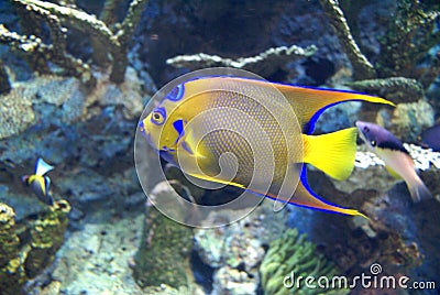 Blue Yellow Fish Stock Photo