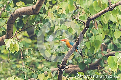 Blue and yellow Kingfisher bird in a tree in asia Stock Photo