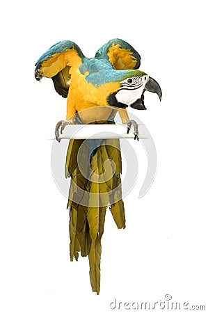 Blue-and-yellow Macaw Stock Photo