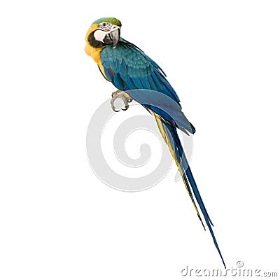 Blue-and-yellow Macaw Stock Photo