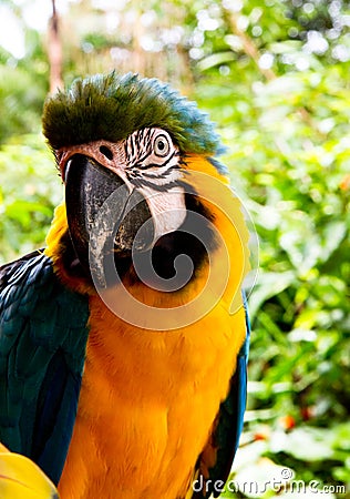 Blue and yellow Macaw Stock Photo