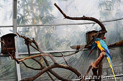 The blue and yellow macaw, also known as the blue-and-gold macaw, large parrot with bluetop parts and light orange underparts. Stock Photo