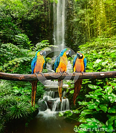 Blue-and-Yellow Macaw Stock Photo