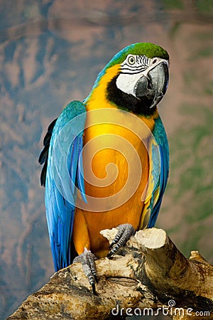 Blue-and-yellow macaw (ara ararauna) sitting on a branch Stock Photo