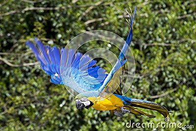 Blue yellow Macaw / Ara parrot in flight Stock Photo