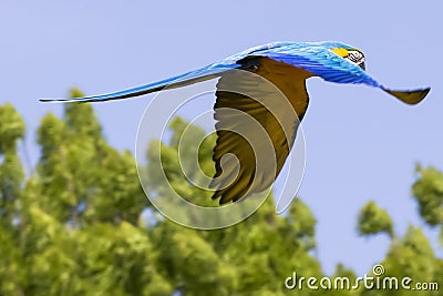 Blue yellow Macaw / Ara parrot in flight Stock Photo