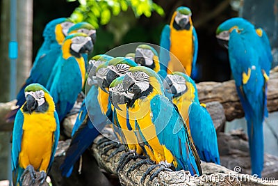 Blue and yellow macaw birds sitting on wood branch. Stock Photo