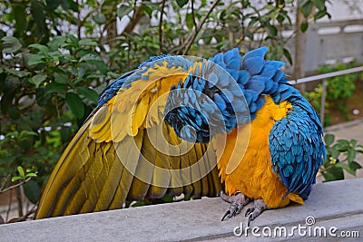 A blue-and-yellow macaw cleaning her own feathers while expanding her right wing Stock Photo