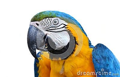 Blue and yellow macaw Stock Photo