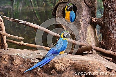 Blue and yellow macaw in Schmiding Zoo Stock Photo