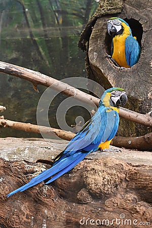 Blue and yellow macaw in Schmiding Zoo Stock Photo