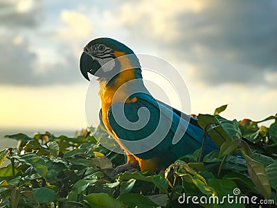 Blue and gold macaw bird sitting on a tree branch. Stock Photo