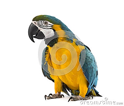 Blue-and-yellow Macaw in white background Stock Photo