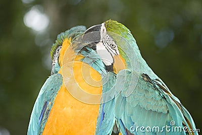 Blue-and-yellow Macaws Stock Photo