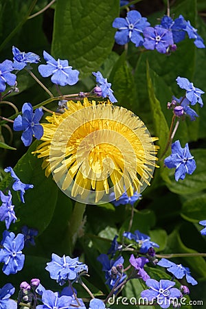 Blue and yellow: myosotis and dandelion Stock Photo