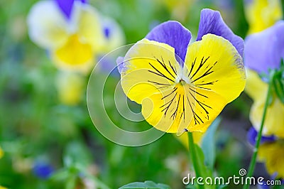 Blue and Yellow Pansy Stock Photo