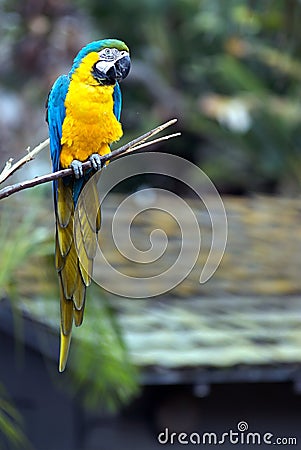 Blue and Yellow Parrot Stock Photo