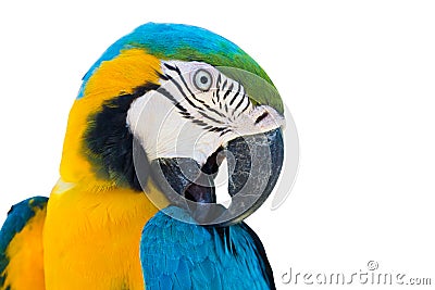 Blue yellow parrot macaw isolated Stock Photo