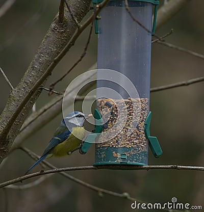 Blue and yellow titmouse eating grains in nature Stock Photo