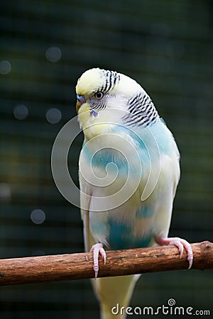 Blue-yellow wavy parrot in full growth in nature. Stock Photo