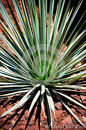 Blue Yucca Cactus Stock Photo