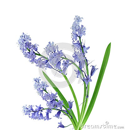 Bluebell Stock Photo