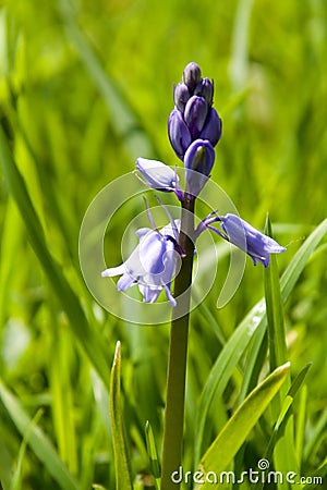 Bluebell Stock Photo