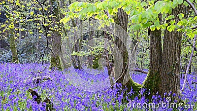 Bluebell drewna Bluebell drewna