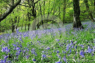 Bluebell Fantasy Land Stock Photo