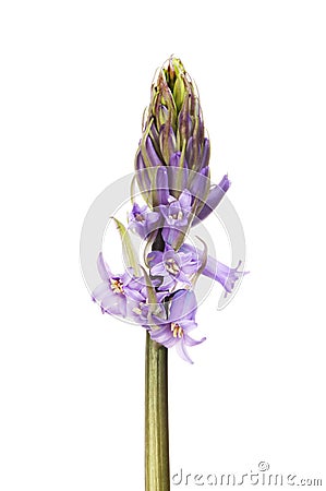 Bluebell flower bud Stock Photo