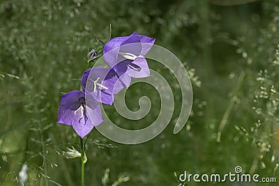 Bluebell flower in swedish forest Stock Photo