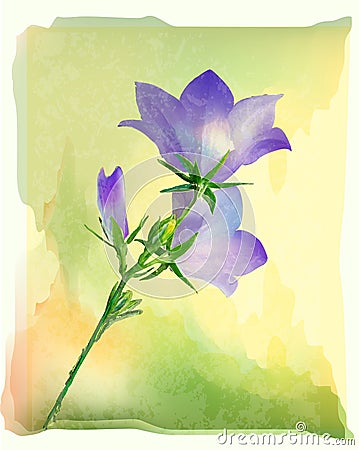 Bluebell flowers Vector Illustration