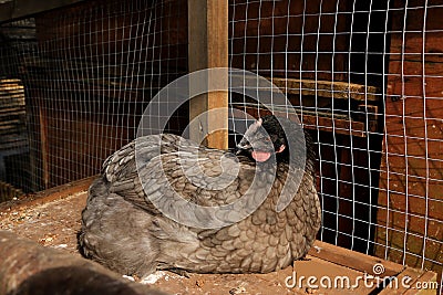 Bluebell Hen Stock Photo