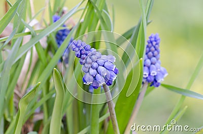 Bluebell Stock Photo