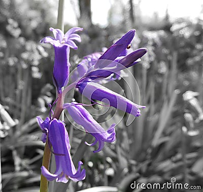 Bluebell Stock Photo