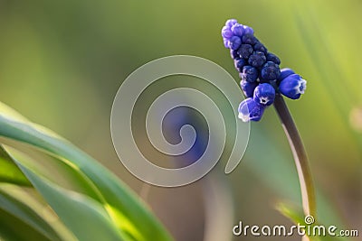 Muskari`s flower in the nature. Close up, macro. The background is indistinct Stock Photo