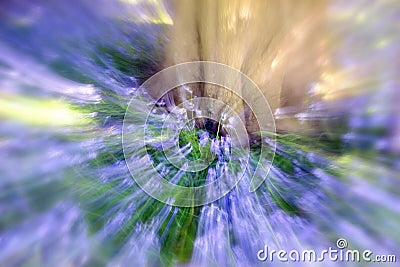 Bluebell Wood - Abstract Zooming Background Stock Photo