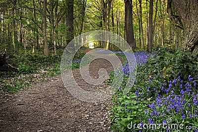 Bluebell wood, ancient woodland with carpets of english blue bells Stock Photo