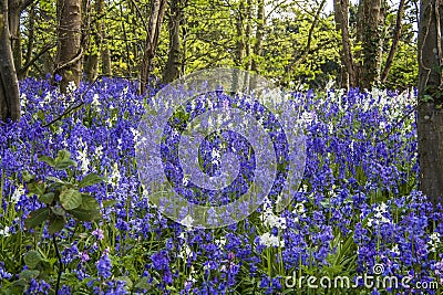 Bluebell Wood Stock Photo