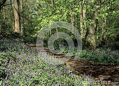 Bluebell Wood In Hertfordshire Stock Photo