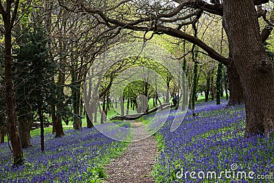 Bluebell wood path Stock Photo