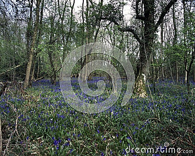 Bluebell woodland Stock Photo