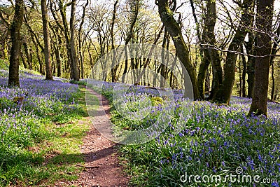 Bluebell woodland Stock Photo