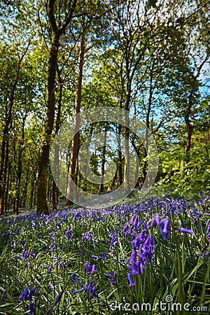 Bluebell woodland meadow scene High peak Stock Photo