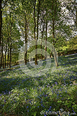 Bluebell woodland meadow scene High peak Stock Photo