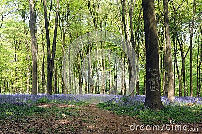 BLUEBELL WOODS Stock Photo