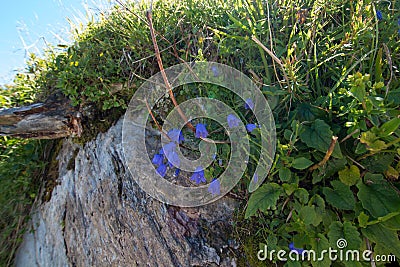 Bluebells and alpine herbs on a rock Stock Photo