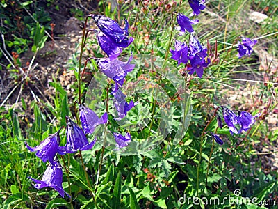 Bluebells in the alpine meadow of the Caucasus mountains close-up, Campanula Stock Photo